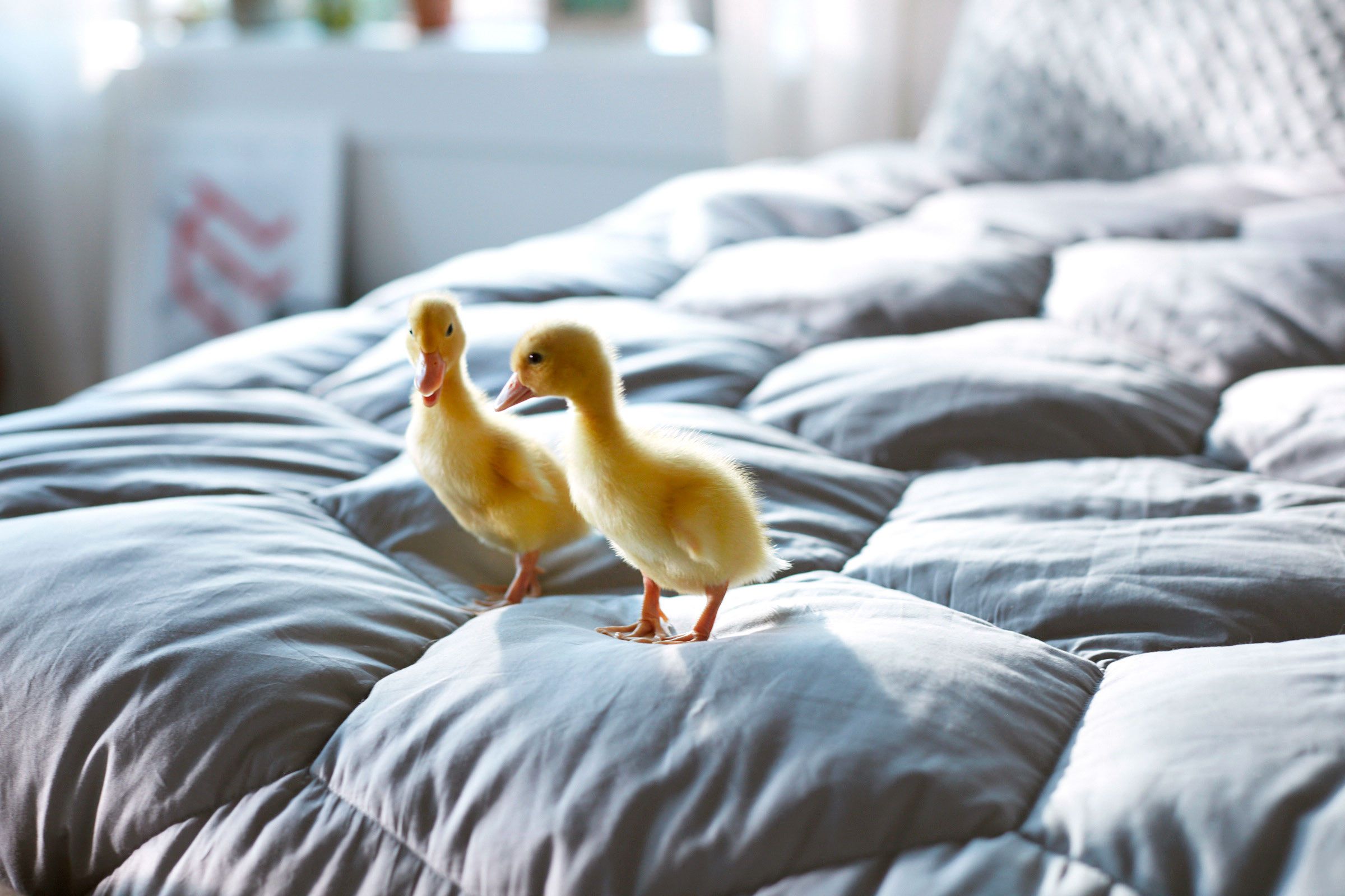 Flippable is better in so many ways, customers and experts are talking